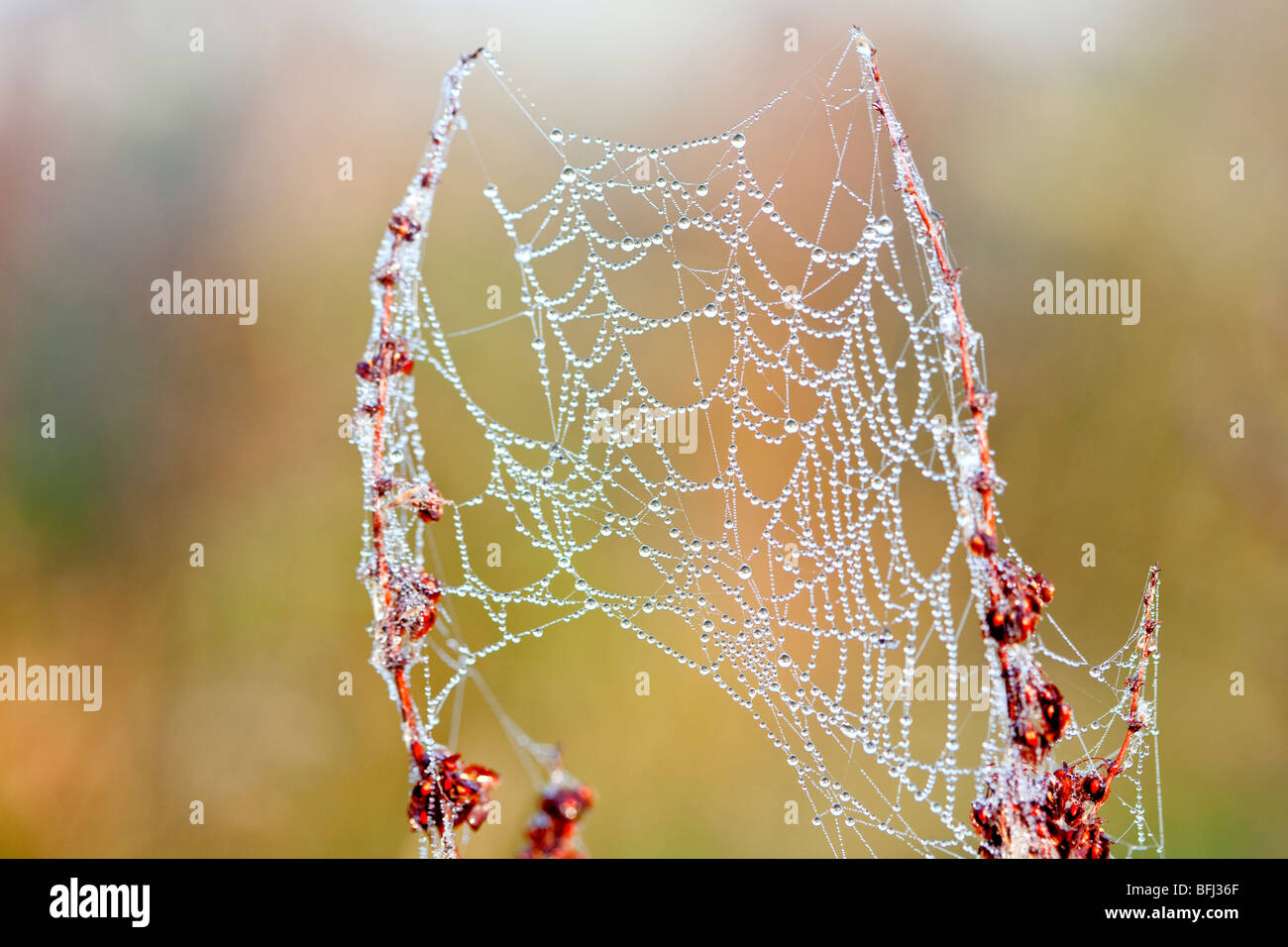 Close up de couverts de rosée à l'aube du Web Les araignées les Norfolk Broads Banque D'Images