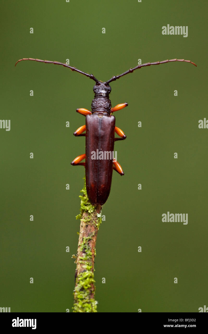 Un scarabée sur une branche dans la vallée de Tandayapa de l'Équateur. Banque D'Images