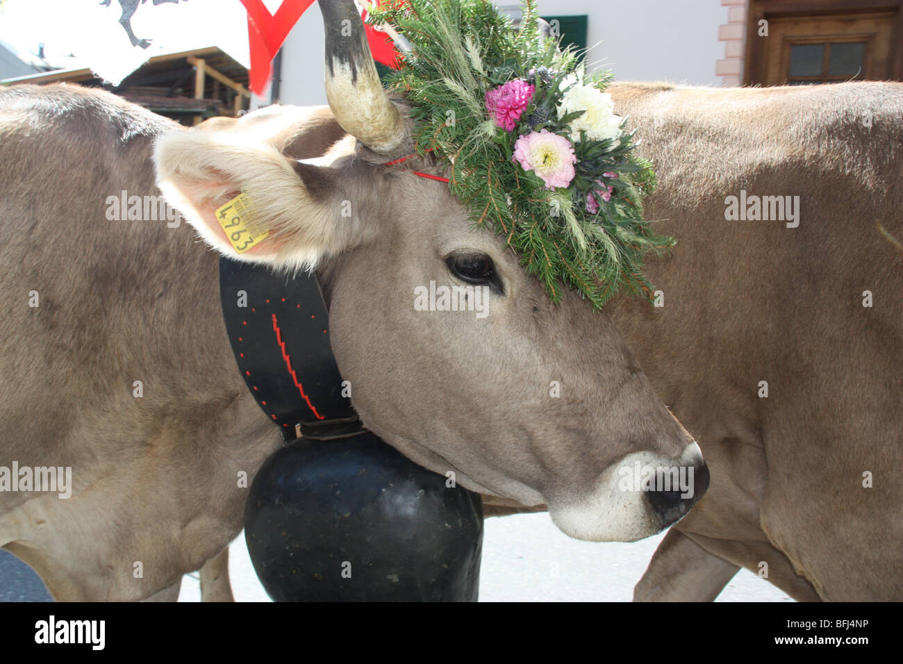 Cow Parade en Suisse. joliment décorées vaches vallée de revenir à la maison après l'étape d'été dans des altitudes plus tradition suisse typique. Banque D'Images