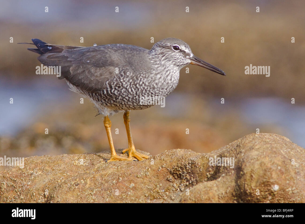 Le Chevalier errant (Heteroscelus incanus) perché sur un rocher près de la côte de l'Équateur. Banque D'Images