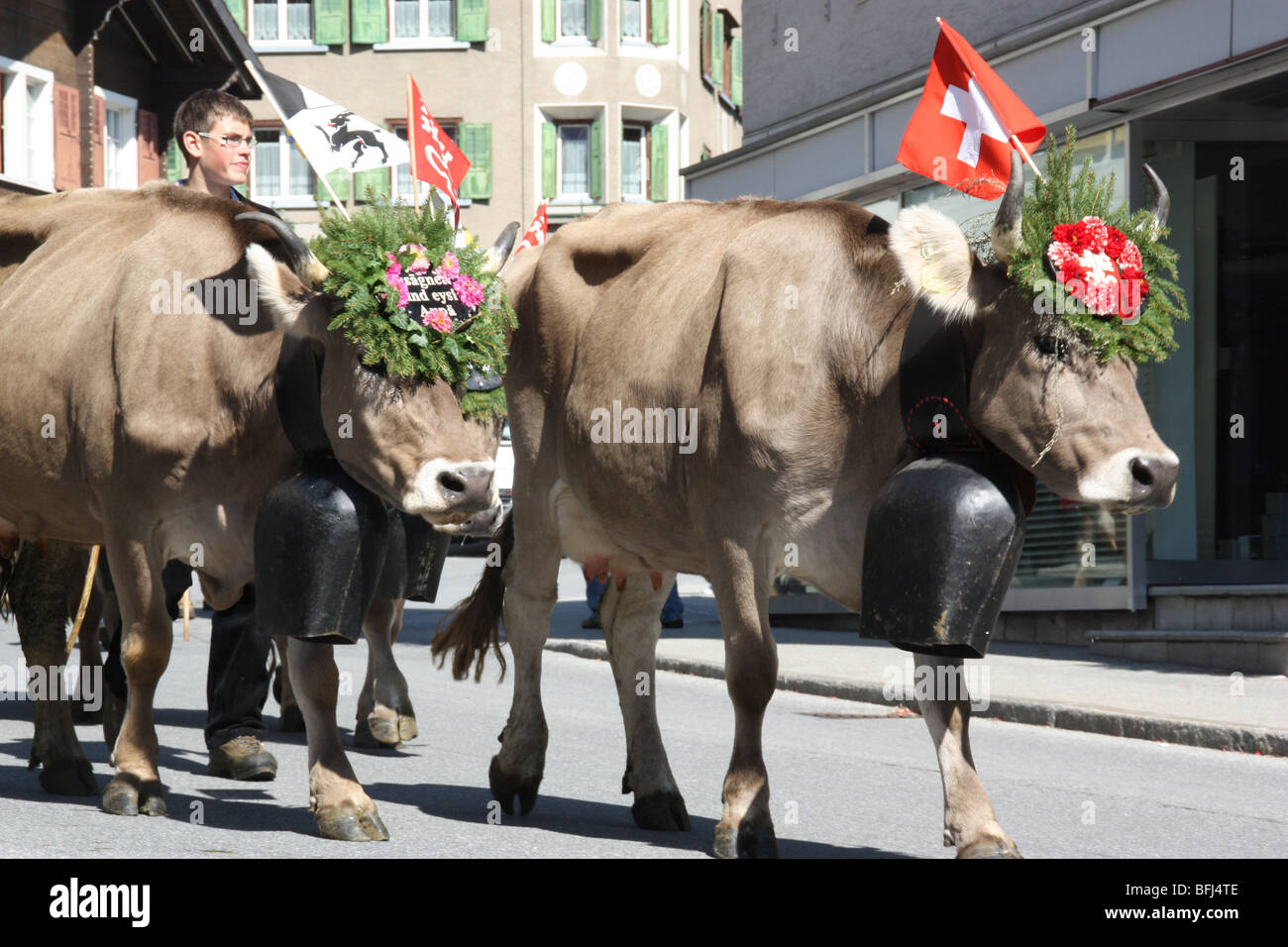 Cow Parade en Suisse. joliment décorées vaches vallée de revenir à la maison après l'étape d'été dans des altitudes plus tradition suisse typique. Banque D'Images