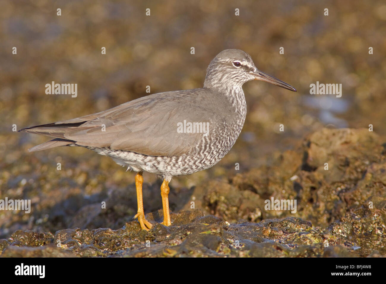 Le Chevalier errant (Heteroscelus incanus) perché sur un rocher près de la côte de l'Équateur. Banque D'Images