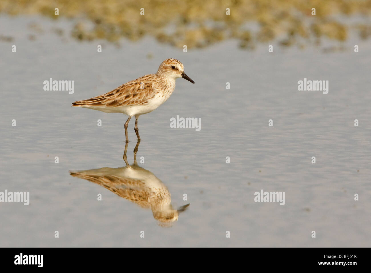 Western Sandpiper (Calidris mauri) se nourrir dans une vasière, sur la côte de l'Équateur. Banque D'Images