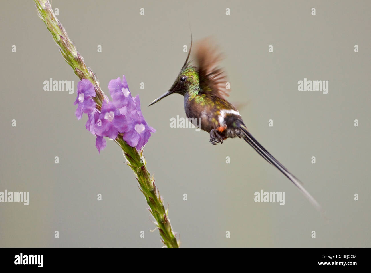 Wire-crested Thorntail (Popelairia popelairii) s'alimenter à une fleur près de Podocarpus Parc National dans le sud-est de l'Équateur. Banque D'Images