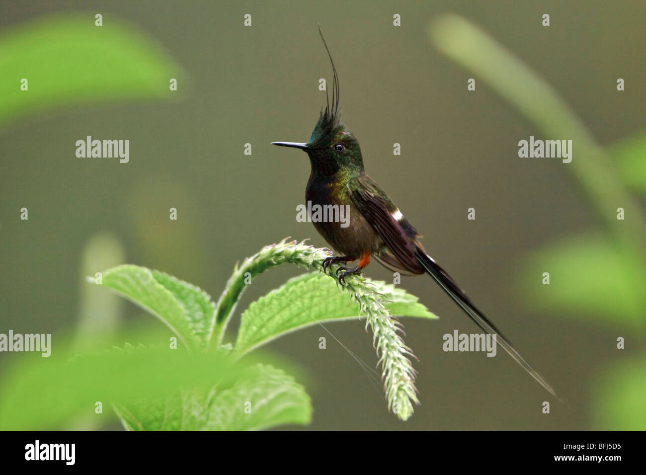 Wire-crested Thorntail (Popelairia popelairii) perché sur une fleur près de Podocarpus Parc National dans le sud-est de l'Équateur. Banque D'Images