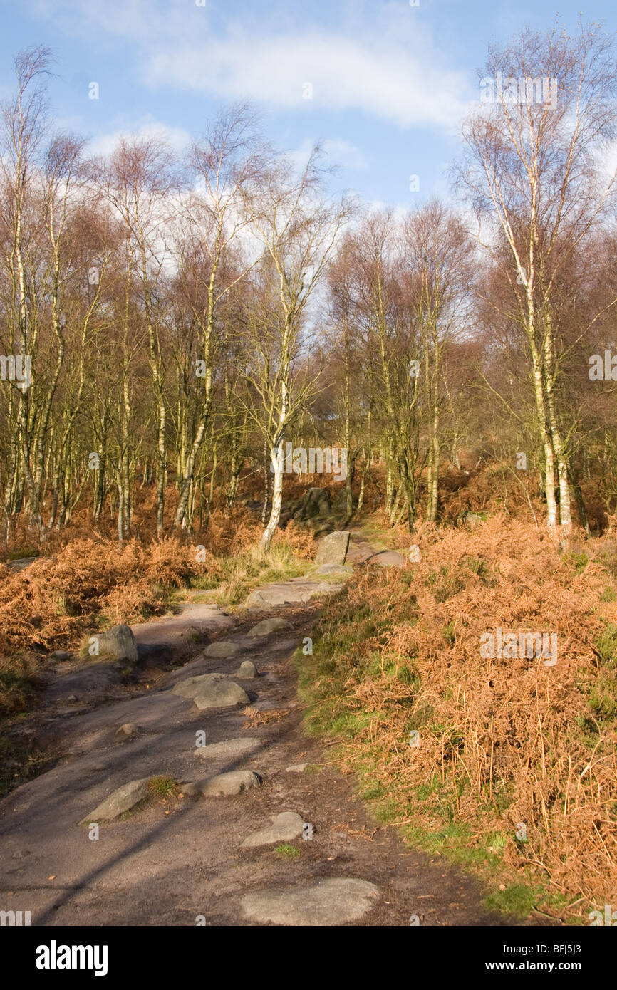 Chemin disparaissant dans une forêt d'automne Banque D'Images