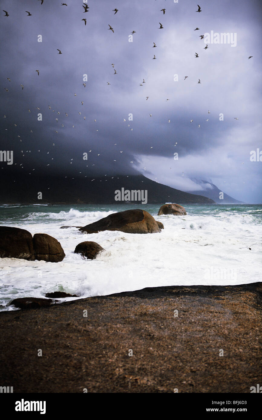 Les oiseaux voleront sur un océan houleux, Afrique du Sud. Banque D'Images