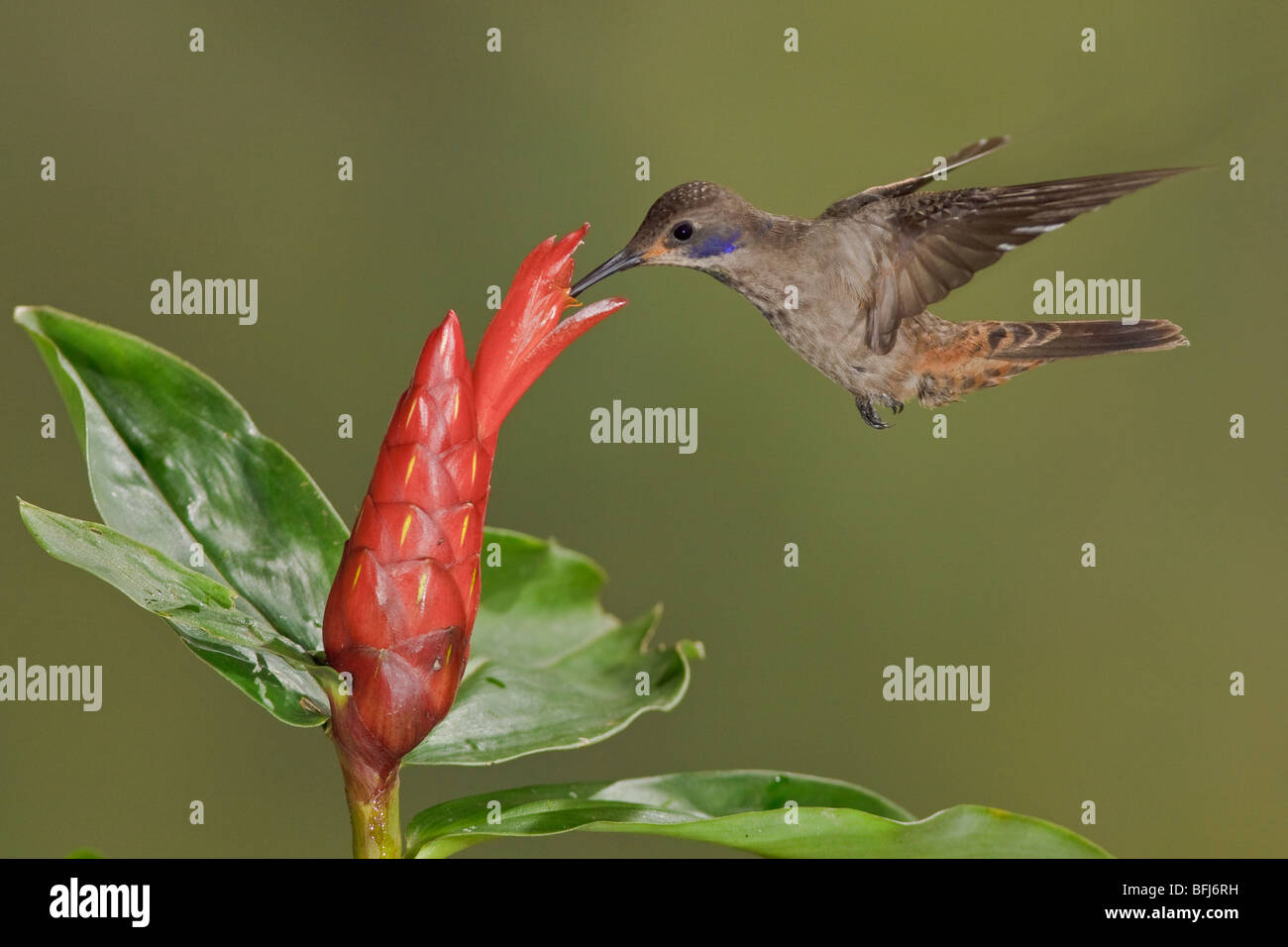 Brown Violetear (Hummingbird Colibri delphinae) s'alimenter à une fleur tout en volant à Bueneventura Lodge dans le sud-ouest de l'Équateur. Banque D'Images