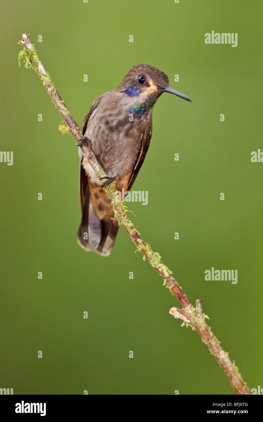 Brown Violetear (Hummingbird Colibri delphinae) perché sur une branche à Buenaventura Lodge dans le sud-ouest de l'Équateur. Banque D'Images