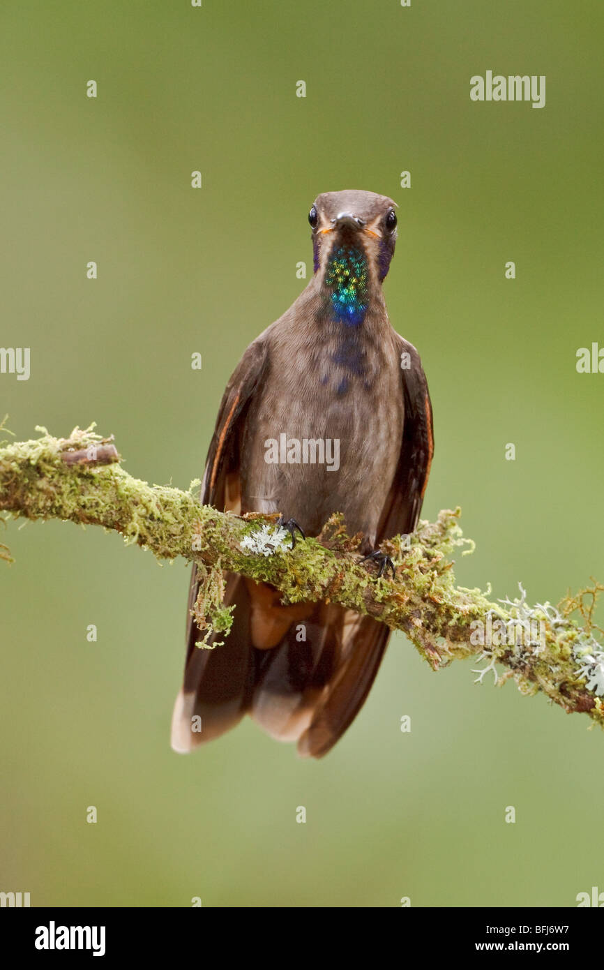 Brown Violetear (Hummingbird Colibri delphinae) perché sur une branche à Buenaventura Lodge dans le sud-ouest de l'Équateur. Banque D'Images