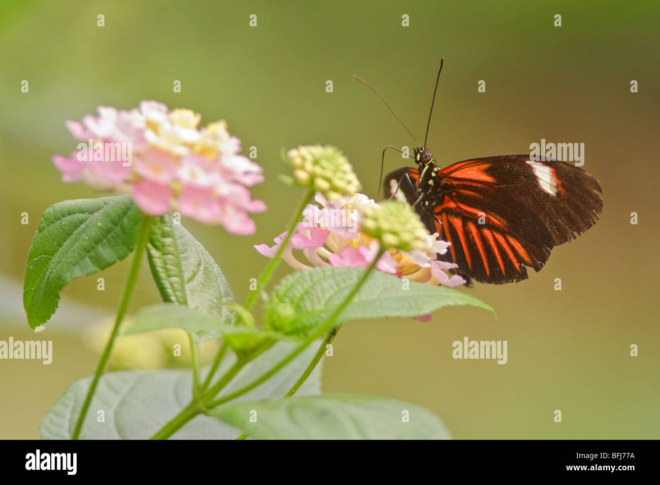 Un papillon perché sur une feuille en Equateur. Banque D'Images
