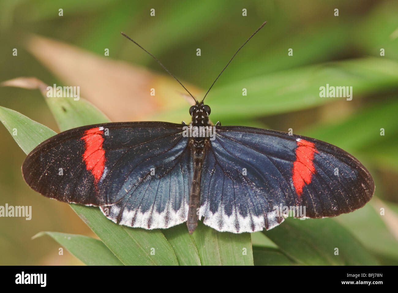 Un papillon perché sur une feuille en Equateur. Banque D'Images