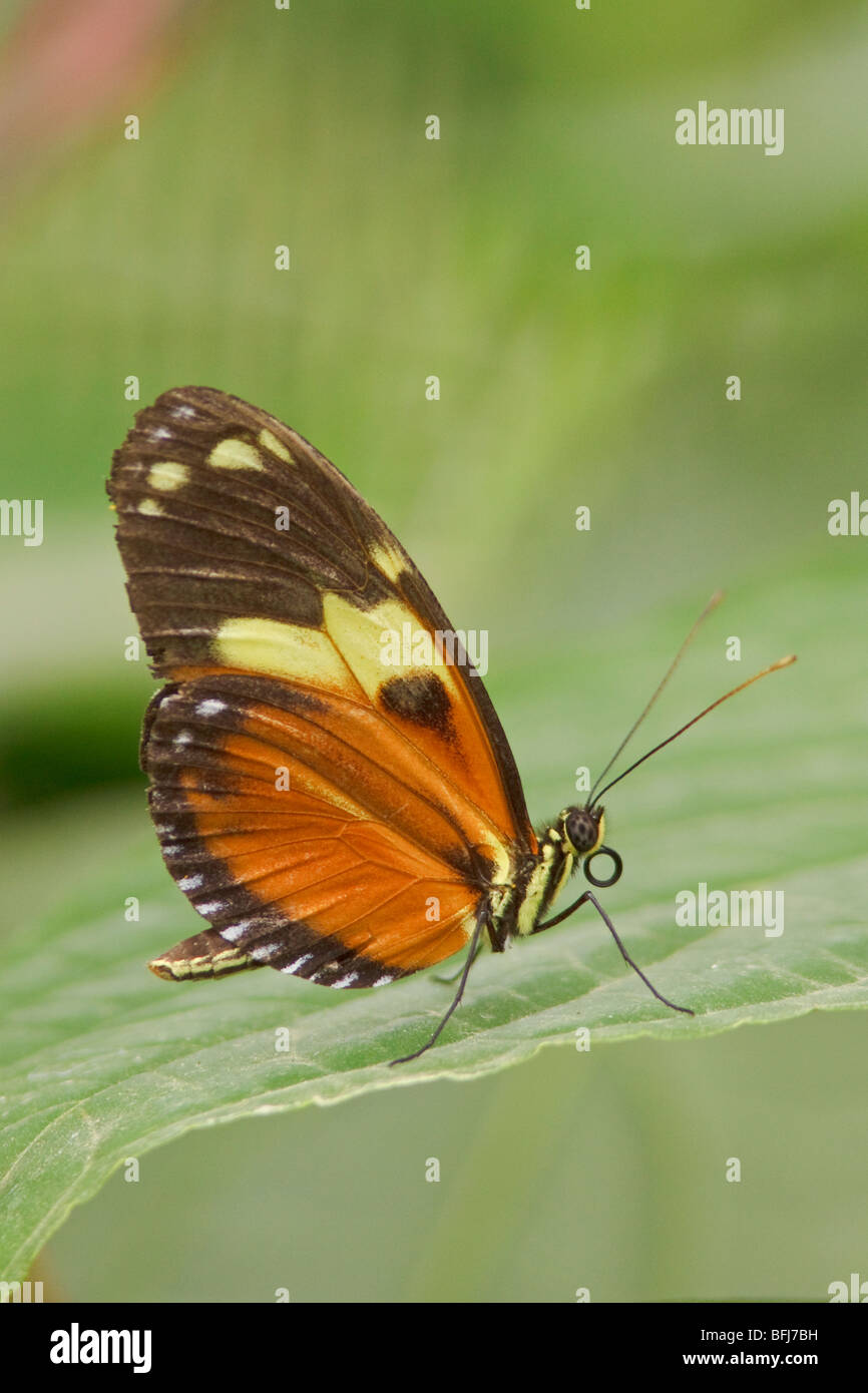 Un papillon perché sur une feuille en Equateur. Banque D'Images