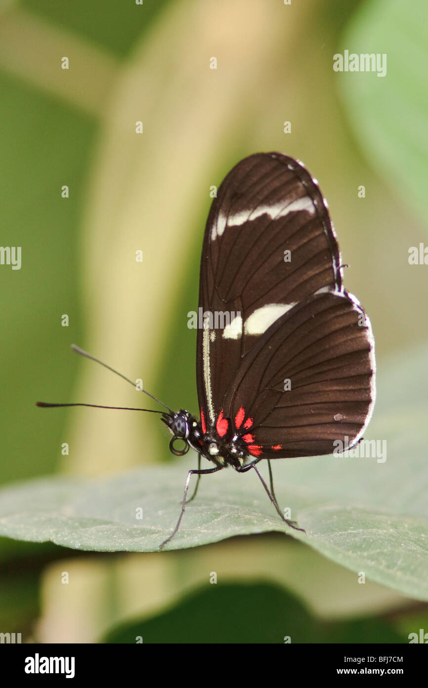 Un papillon perché sur une feuille en Equateur. Banque D'Images