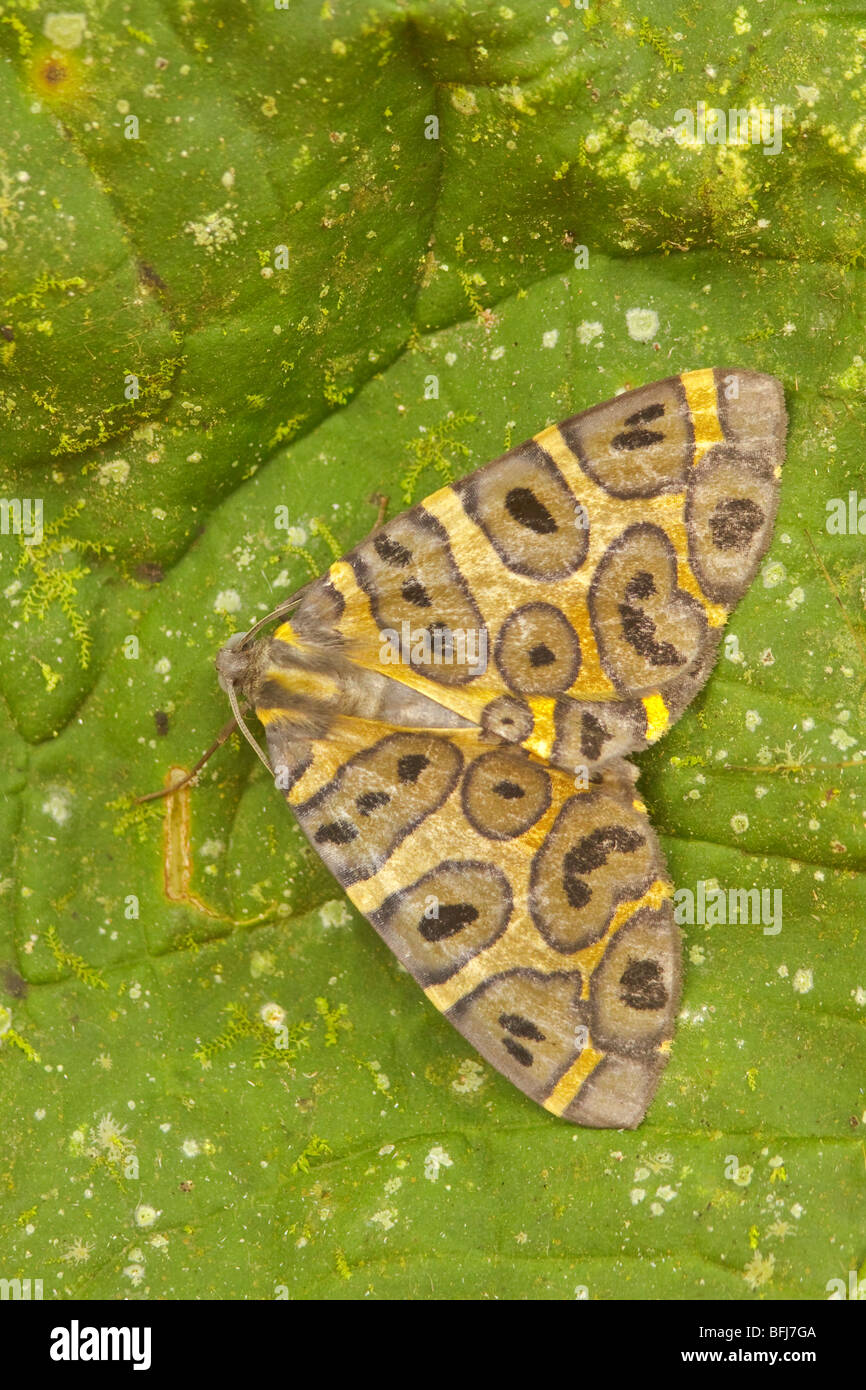 Un papillon sur une feuille dans la vallée de Tandayapa de l'Équateur. Banque D'Images
