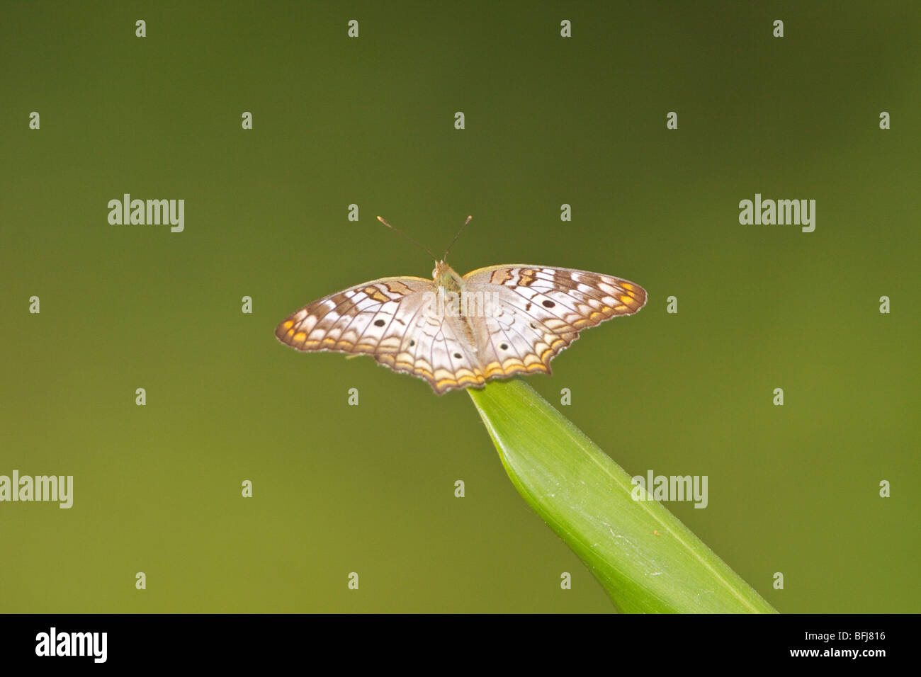 Un papillon de Podocarpus National Park dans le sud-est de l'Équateur. Banque D'Images