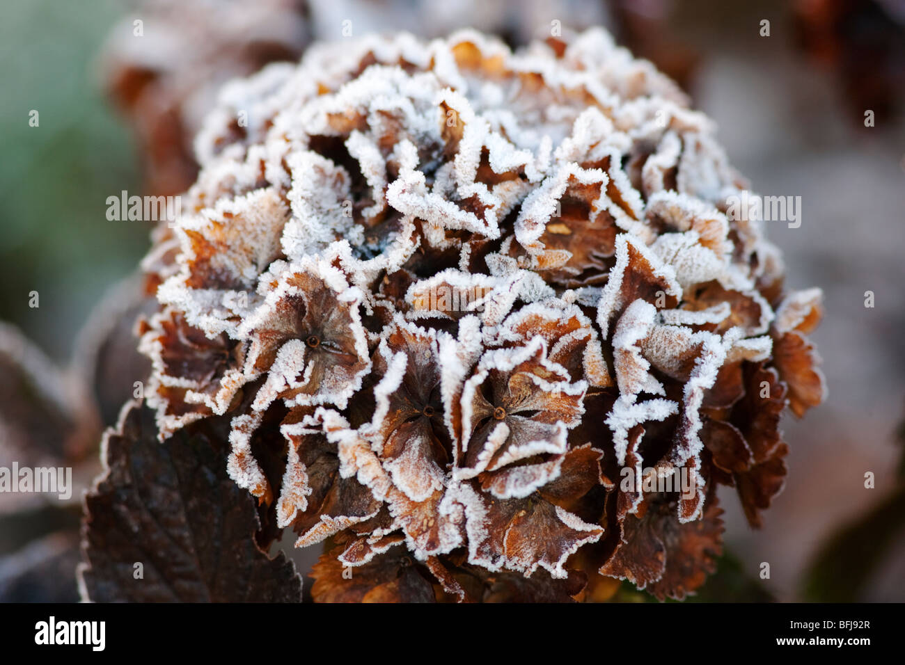 Une tête de balai mourant hortensia givrée Banque D'Images