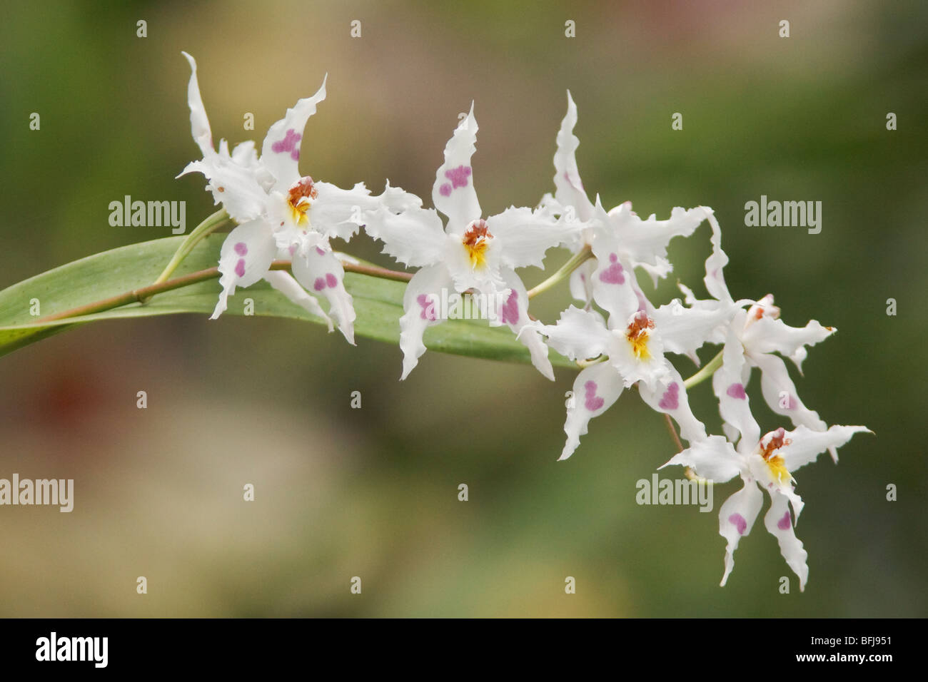 Une belle orchidée, fleur dans une forêt tropicale équatorienne. Banque D'Images