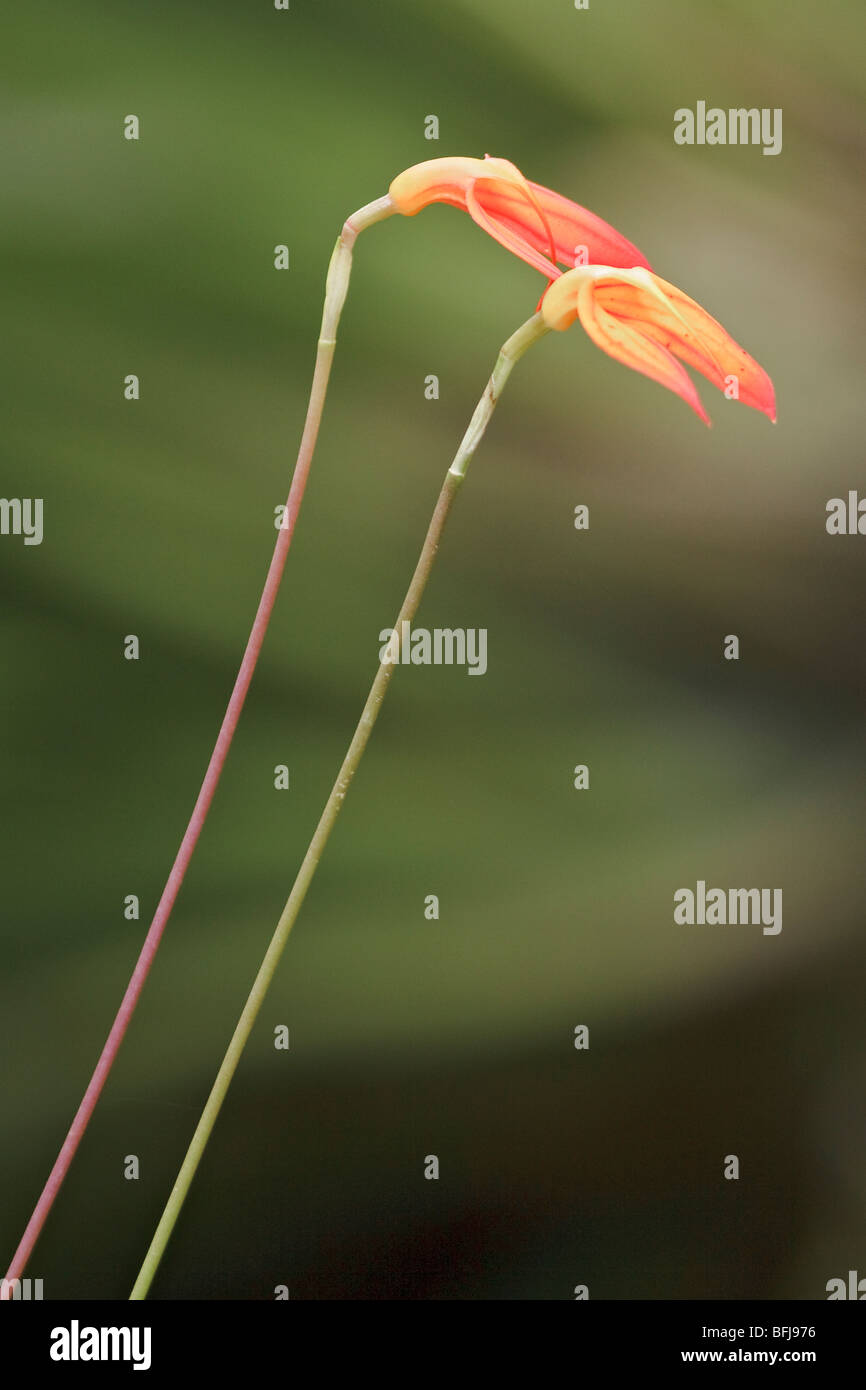 Une belle orchidée, fleur dans une forêt tropicale équatorienne. Banque D'Images