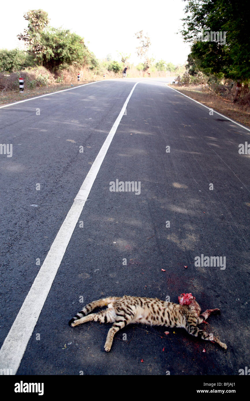 Route De Chat Mort Photo Stock Alamy