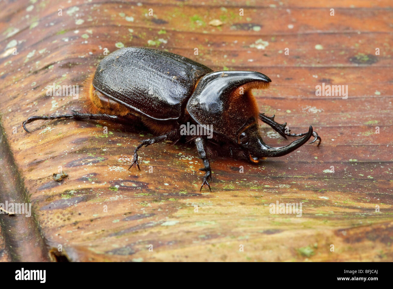 Un scarabée sur une feuille dans la vallée de Tandayapa de l'Équateur. Banque D'Images