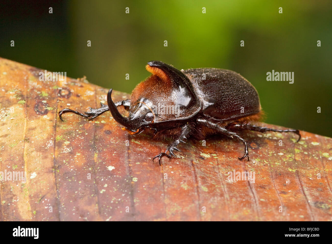 Un scarabée sur une feuille dans la vallée de Tandayapa de l'Équateur. Banque D'Images