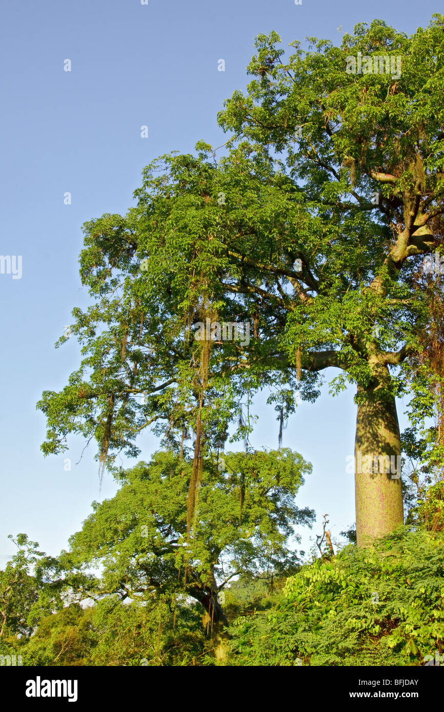 Une vue panoramique de l'Jorupe réserver dans le sud-ouest de l'Équateur. Banque D'Images