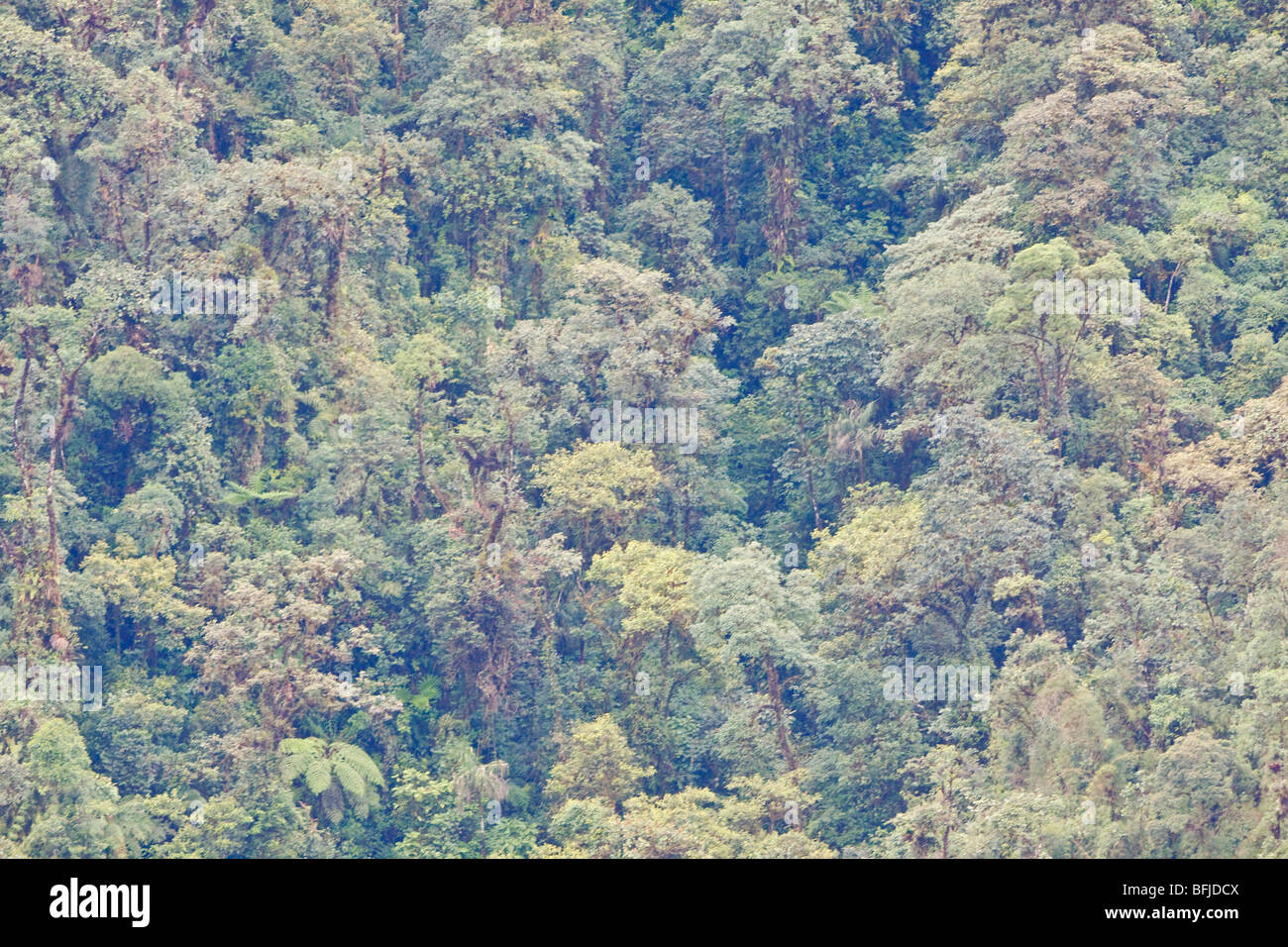Une vue panoramique de la cloudforest du Tapichalaca réserver dans le sud-est de l'Équateur. Banque D'Images