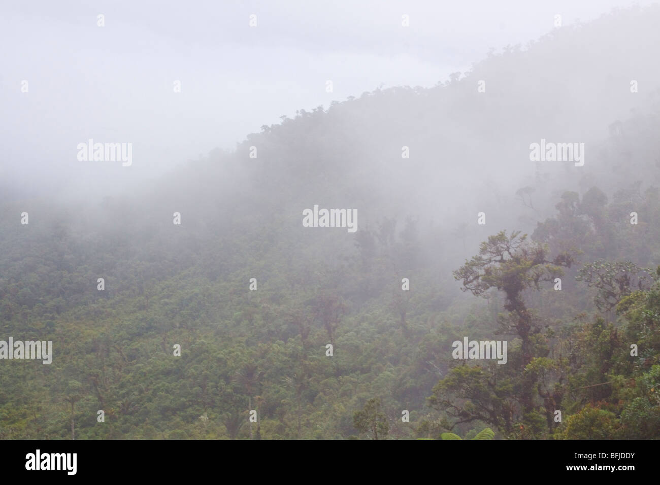 Une vue panoramique de la cloudforest du Tapichalaca réserver dans le sud-est de l'Équateur. Banque D'Images