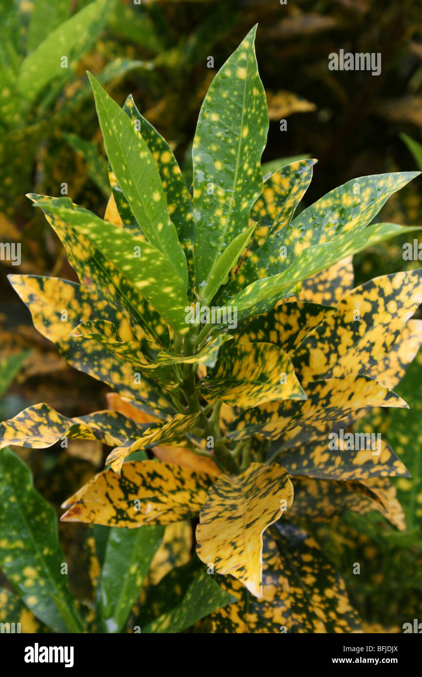 Variegated croton Banque de photographies et d’images à haute
