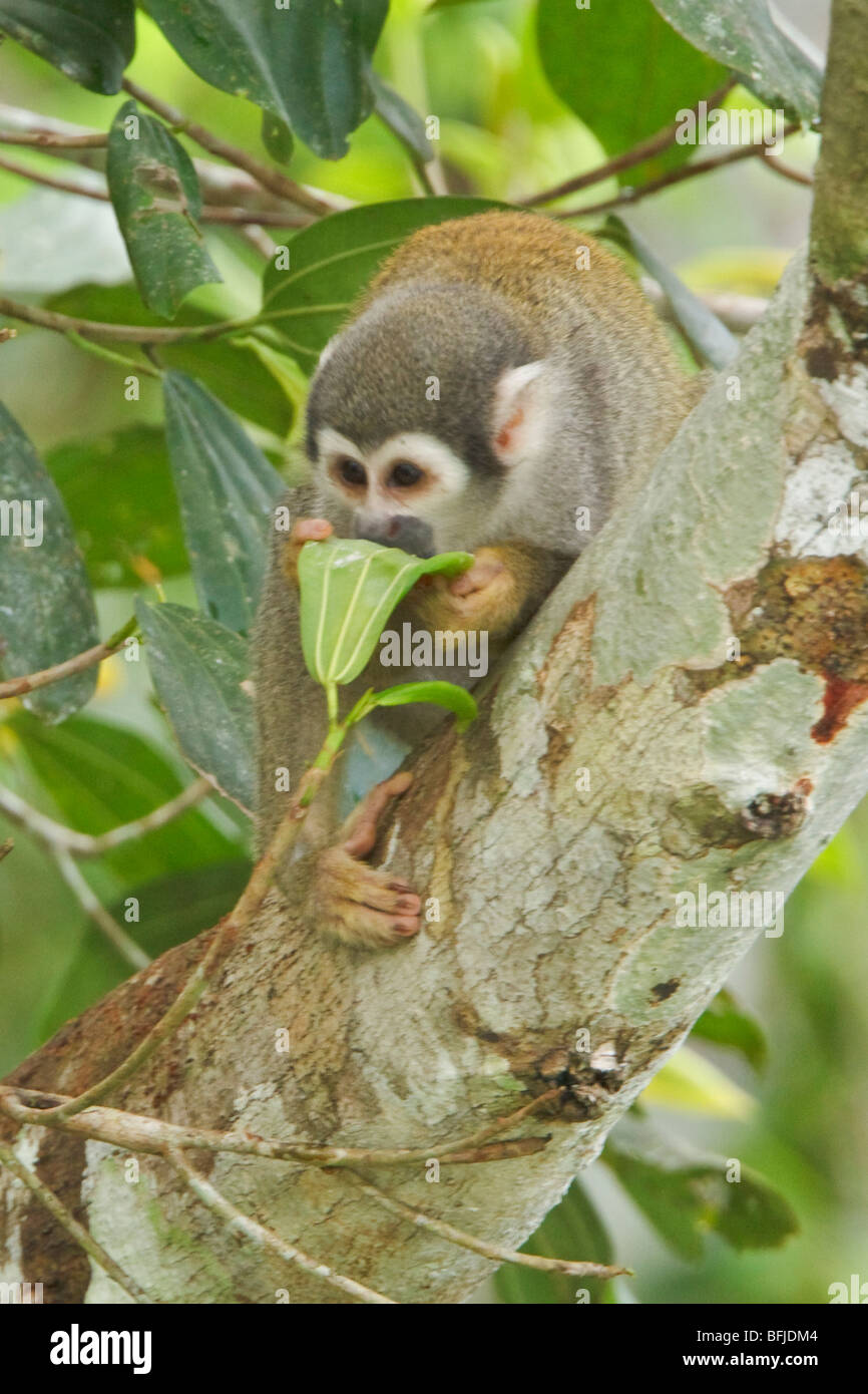 Un singe perché dans un arbre en Amazonie équatorienne. Banque D'Images Un singe perché dans un arbre en Amazonie équatorienne. Banque D'Images