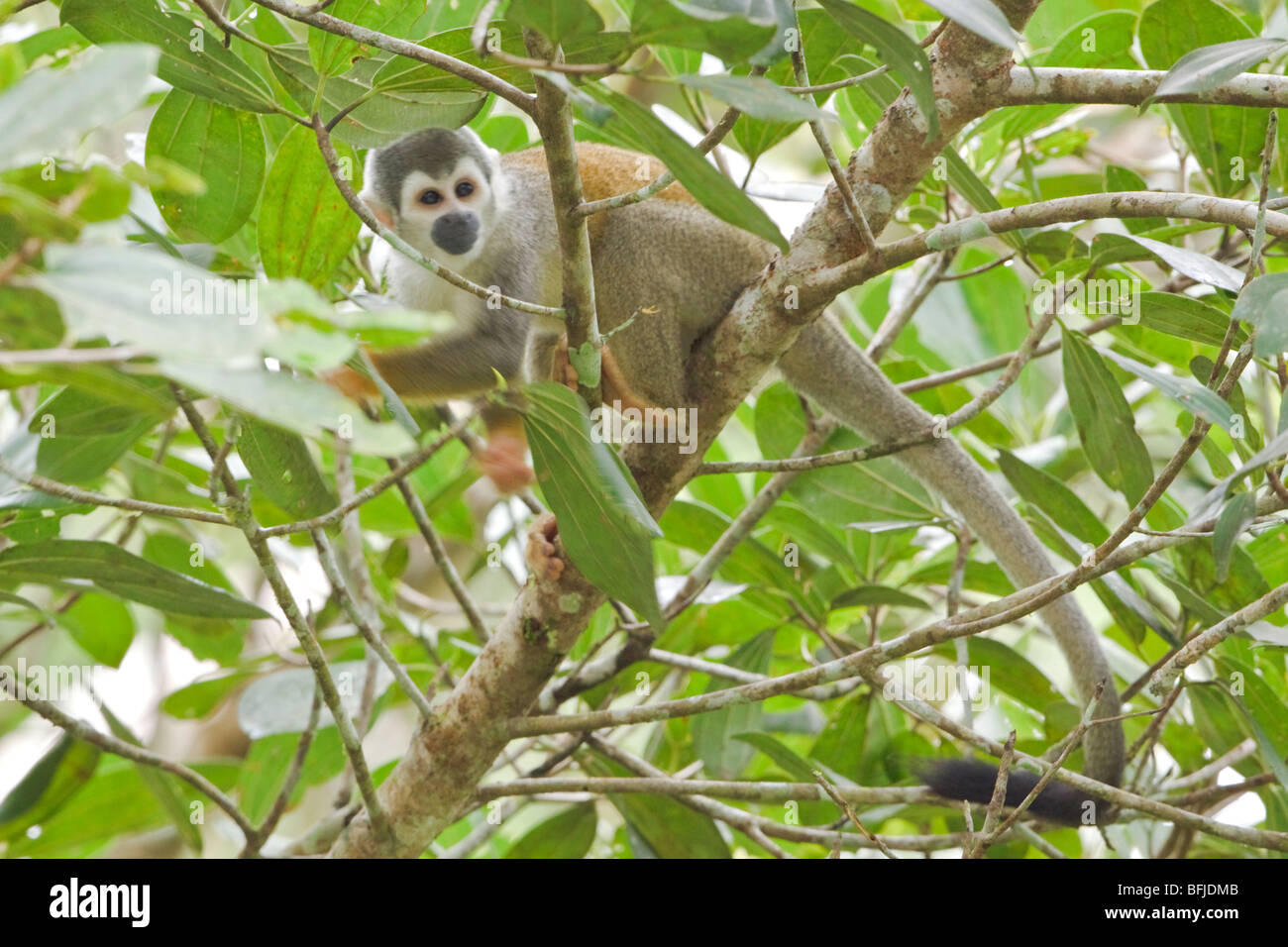 Un singe perché dans un arbre en Amazonie équatorienne. Banque D'Images Un singe perché dans un arbre en Amazonie équatorienne. Banque D'Images