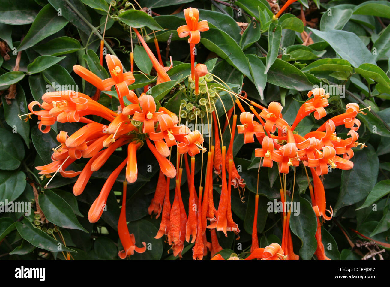 Trompette Orange fleurs rampantes Pyrostegia venusta prises à Arusha, Tanzanie Banque D'Images