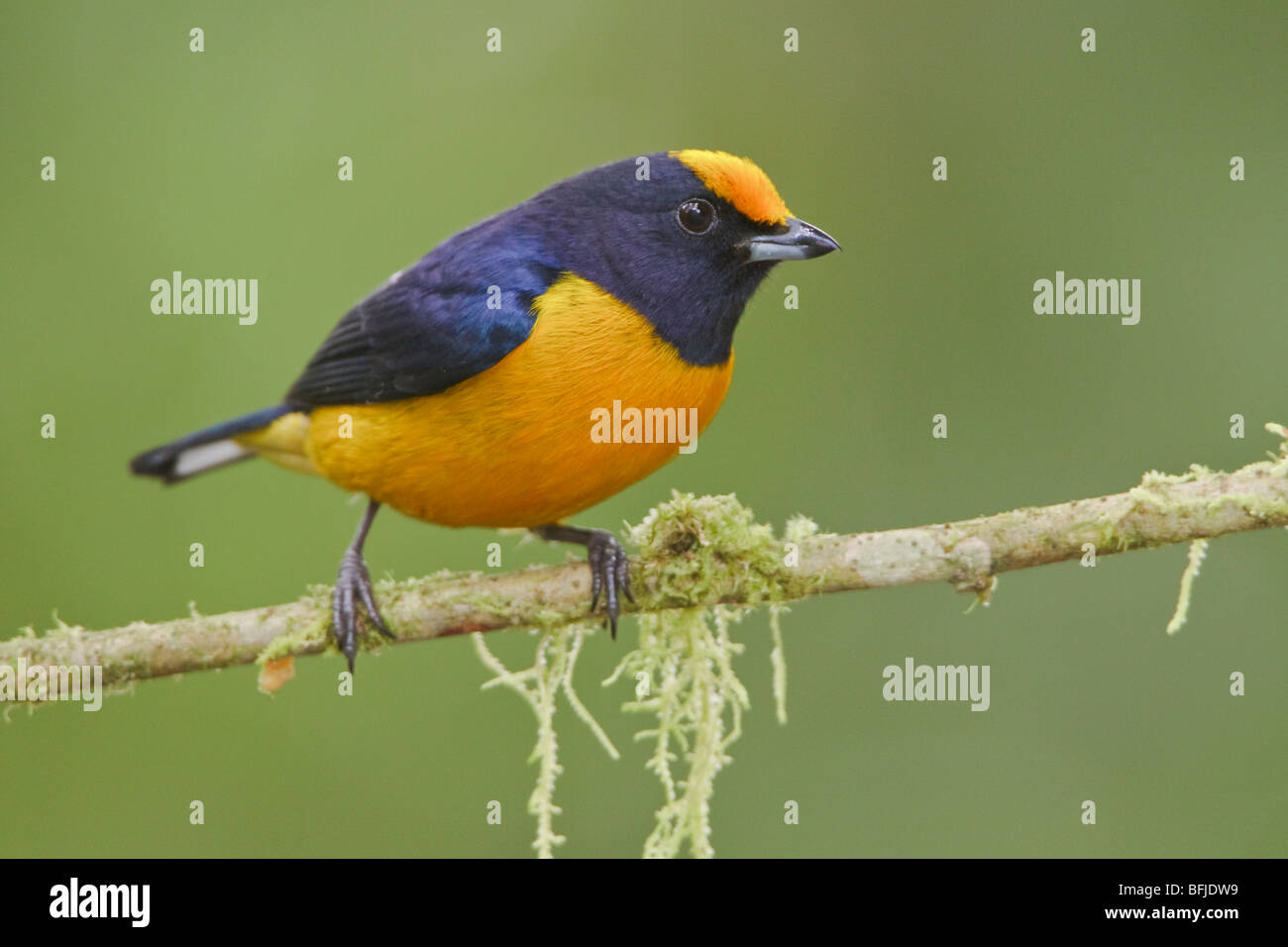Orange-bellied Euphonia Euphonia xanthogaster () perché sur une branche à la Loma Mindo réserver dans le nord-ouest de l'Équateur. Banque D'Images
