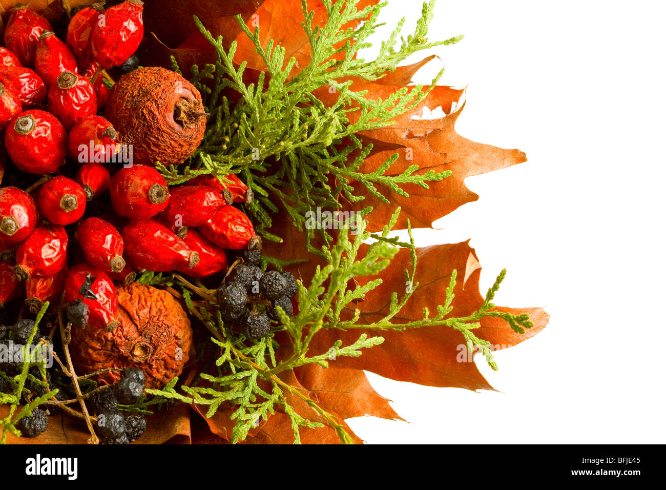 Automne plantes et fruits secs isolated on white Banque D'Images