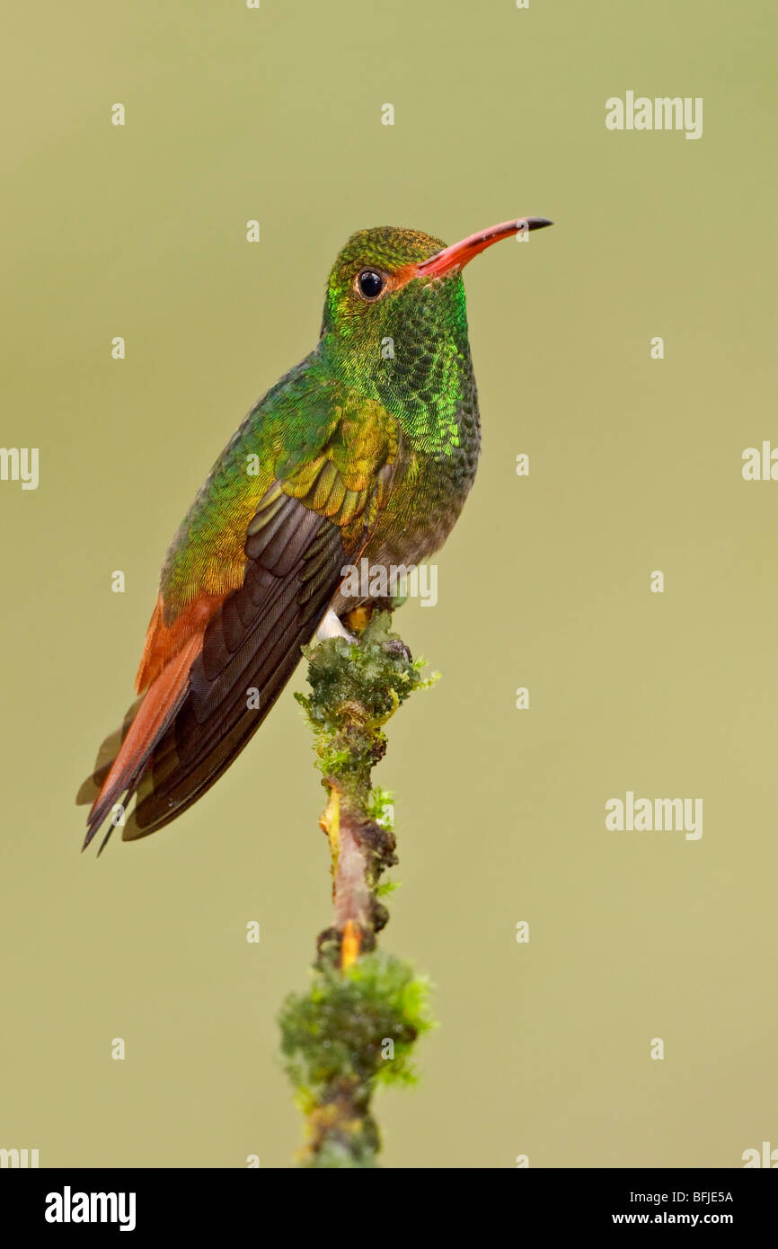 Bruant à queue (Amazilia tzacatl Hummingbird) perché sur une branche dans la vallée de Tandayapa de l'Équateur. Banque D'Images