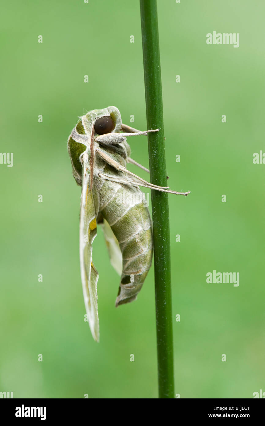 Daphnis nerii,. Oleander Hawk moth. reposant sur une tige de la plante. L'Inde Banque D'Images