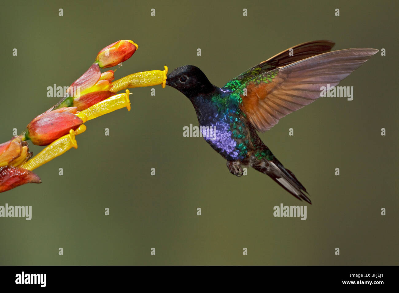 Velvet-purple Coronet (Boissonneaua jardini) s'alimenter à une fleur tout en volant dans l'Milpe réserver dans nord-ouest de l'Equateur. Banque D'Images