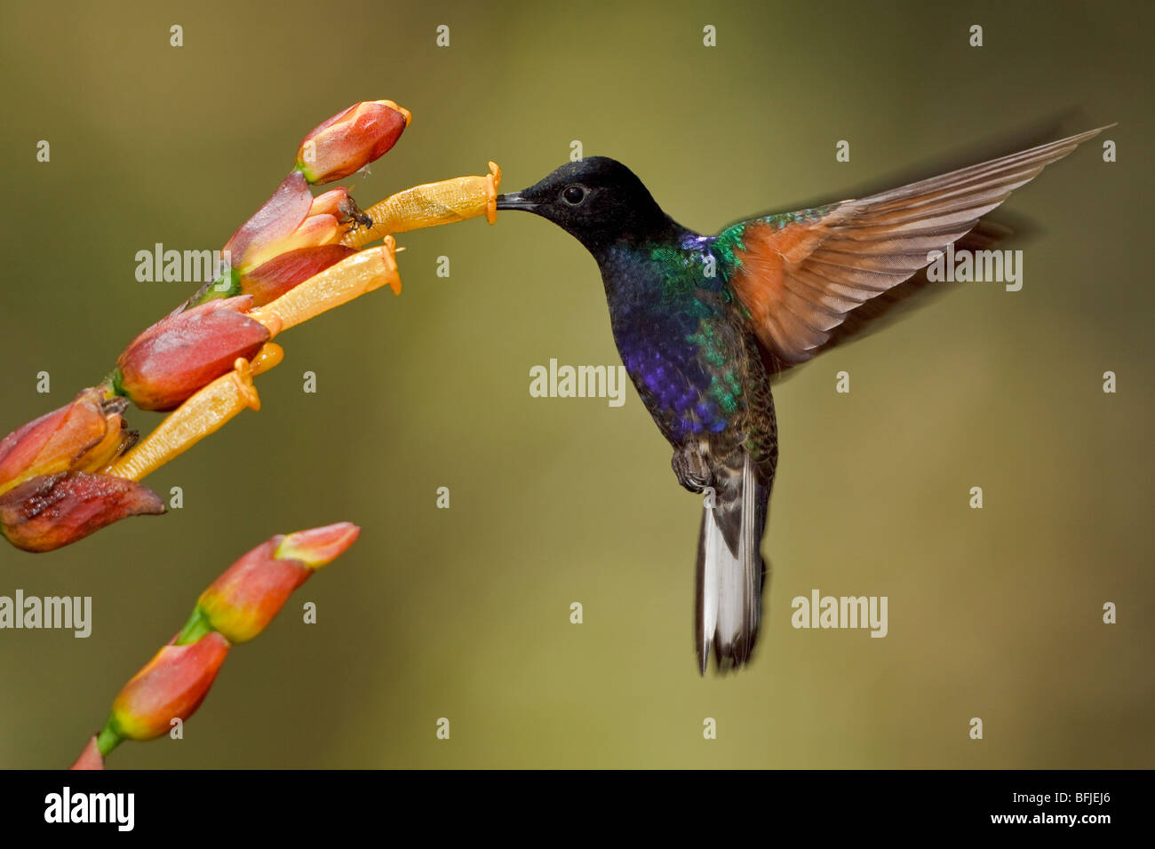 Velvet-purple Coronet (Boissonneaua jardini) s'alimenter à une fleur tout en volant dans l'Milpe réserver dans nord-ouest de l'Equateur. Banque D'Images