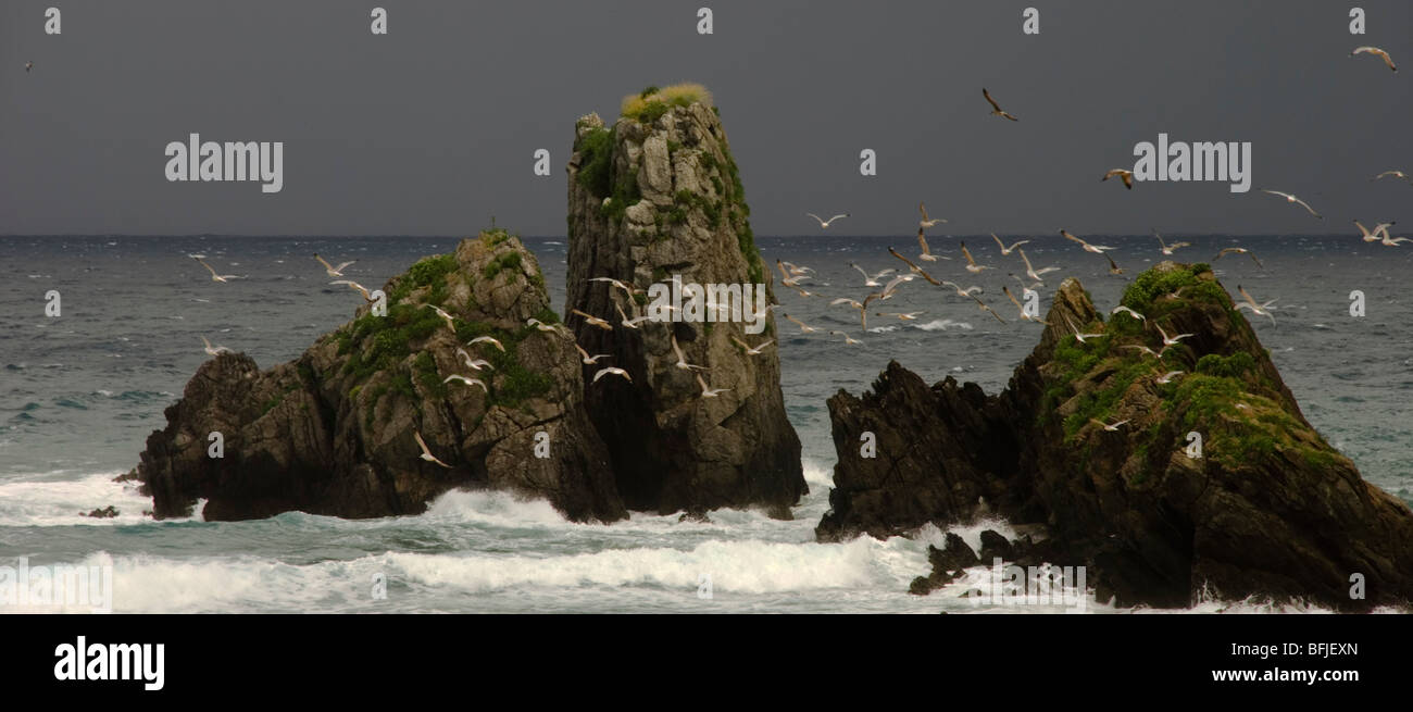 Vol de mouettes le long d'un littoral de tempête Banque D'Images