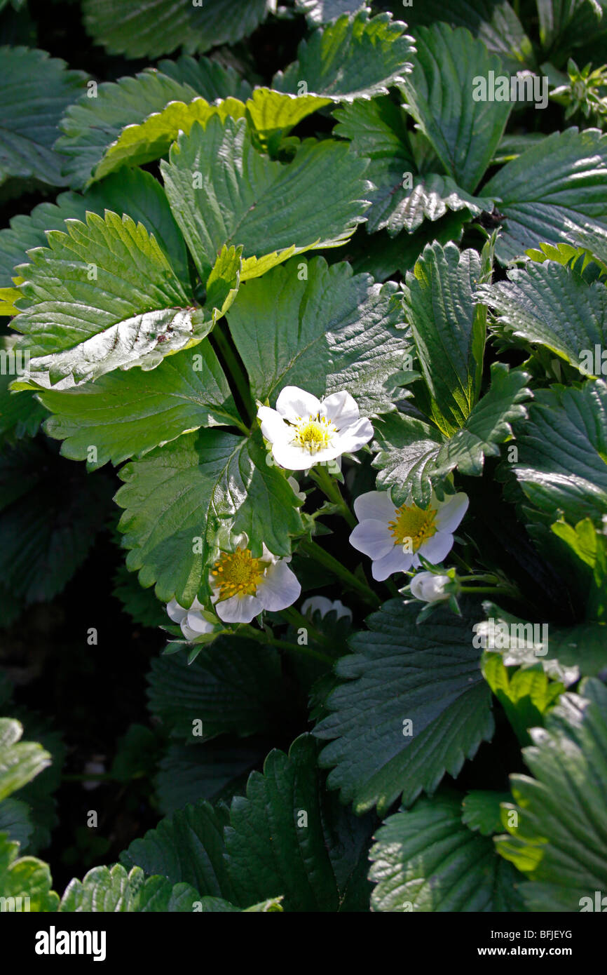 Les fraisiers en fleurs au début de l'été. Banque D'Images