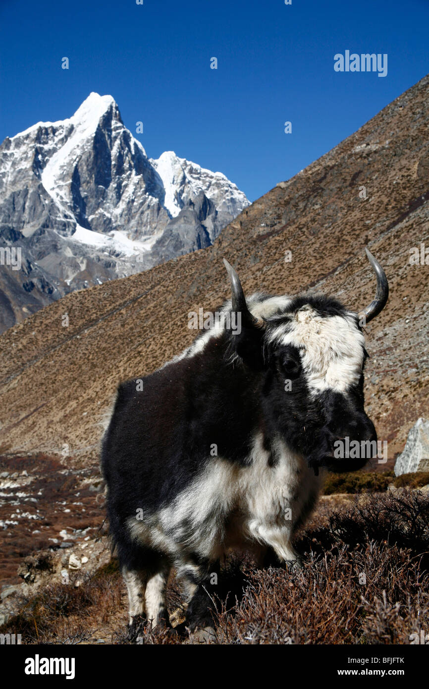 yak Everest Banque D'Images yak Everest Banque D'Images