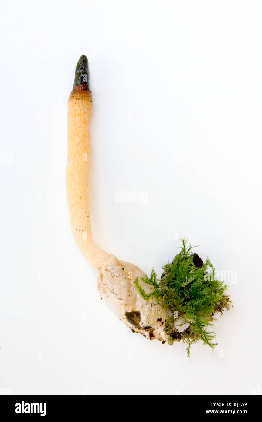 MUTINUS CANINUS , '' CHIEN PHALLE IMPUDIQUE, champignons, champignons Banque D'Images