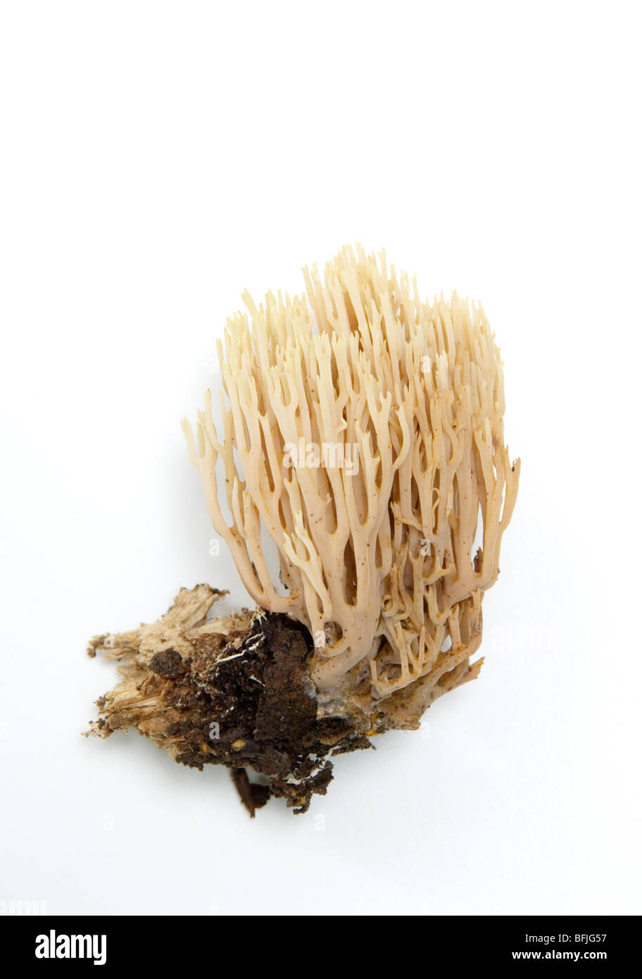 RAMARIA STRICTA, dressées, corail champignon Banque D'Images