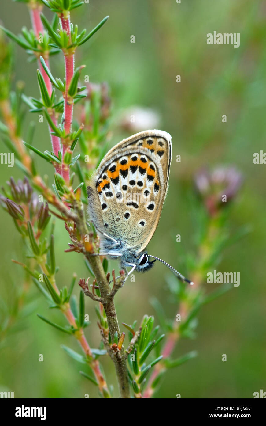 Papillon bleu étoilé d'argent Banque D'Images
