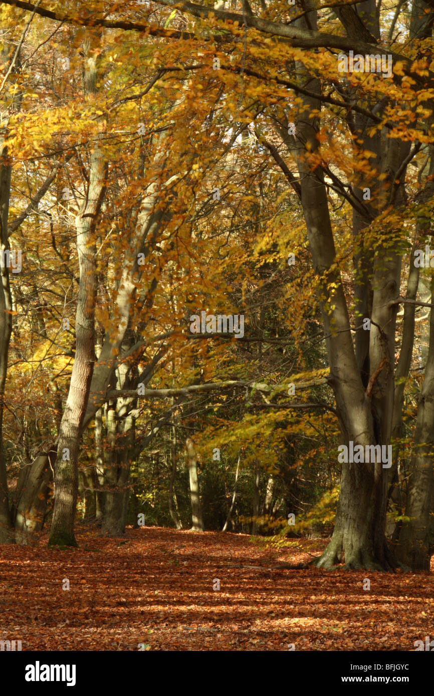 La fin de l'automne dans les bois près de Downley Le de Spencers Arms, High Wycombe, Buckinghamshire, Royaume-Uni Banque D'Images