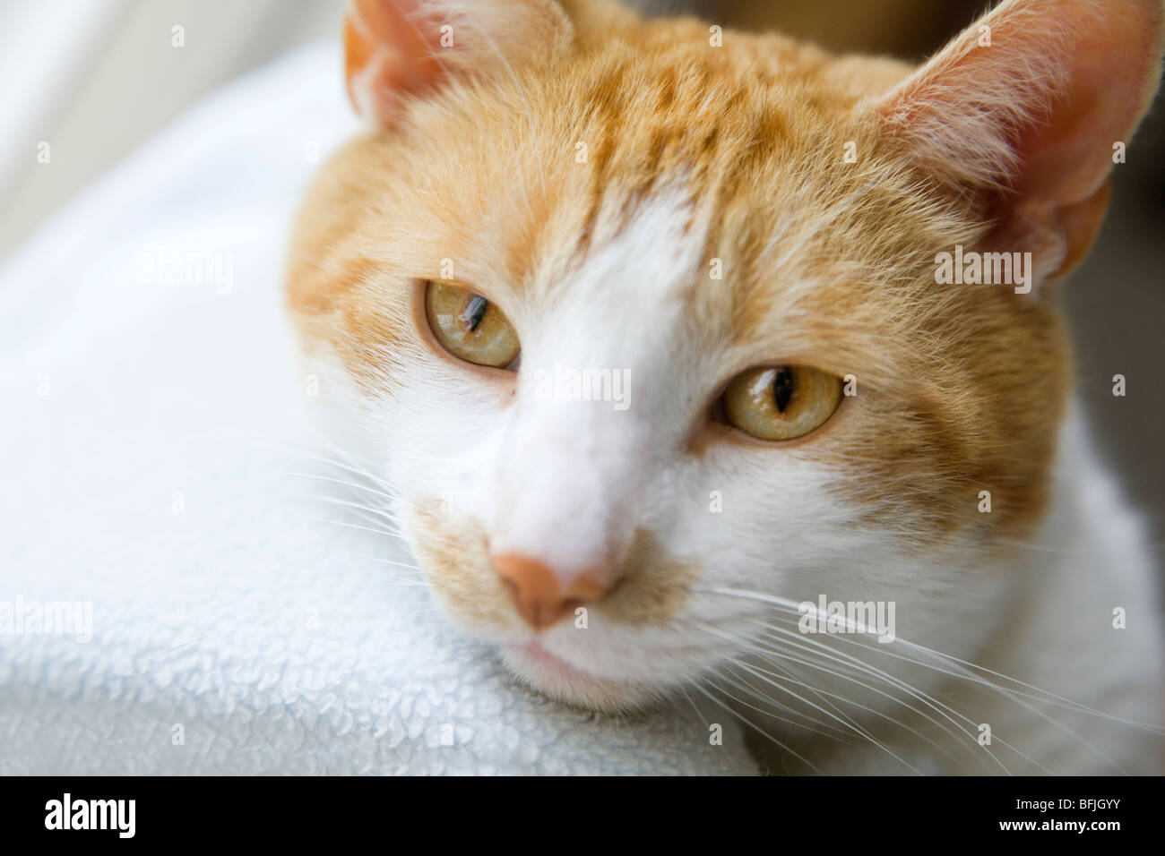 Un chat domestique somnole dans son lit Banque D'Images