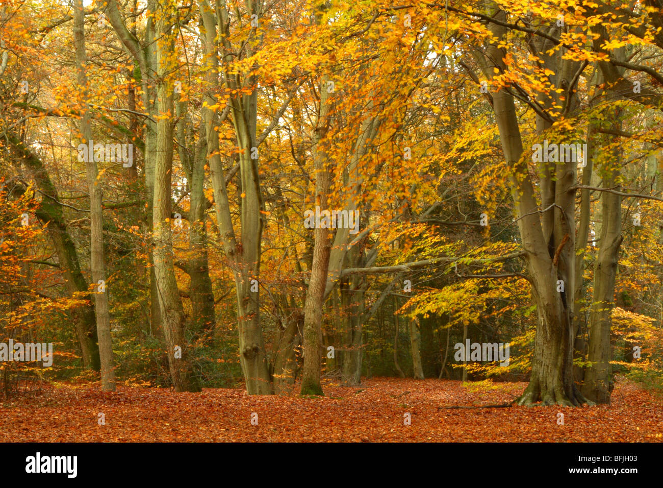 La fin de l'automne dans les bois près de Downley Le de Spencers Arms, High Wycombe, Buckinghamshire, Royaume-Uni Banque D'Images