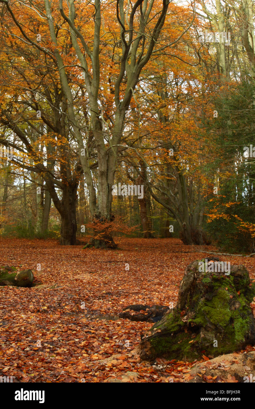 La fin de l'automne dans les bois près de Downley Le de Spencers Arms, High Wycombe, Buckinghamshire, Royaume-Uni Banque D'Images