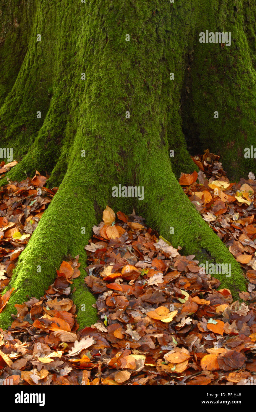 Les racines des arbres couverts de mousse recouvert d'un lit de feuilles d'automne dans les bois de Downley, High Wycombe, Buckinghamshire, Royaume-Uni Banque D'Images